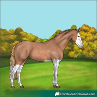 Horse Color:Red Roan Splash 