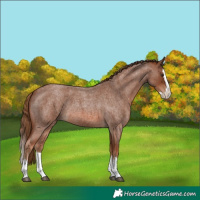 Horse Color:Red Roan Splash 