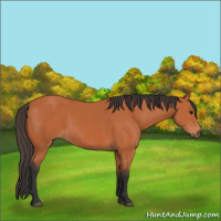 Horse Color:Bay 