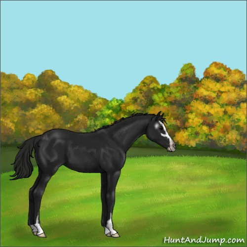 Horse Color:Gray Black Sabino