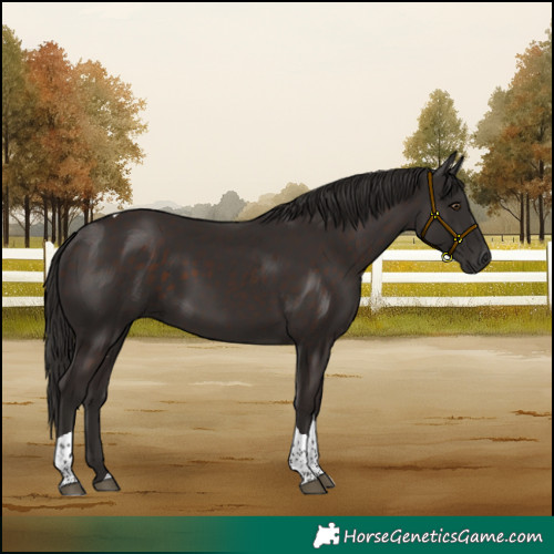 Horse Color:Liver Chestnut Tobiano 