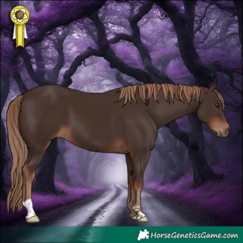 Horse Color:Liver Chestnut 