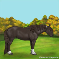 Horse Color:Liver Chestnut Tobiano 