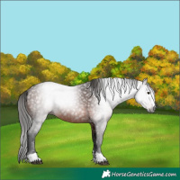 Horse Color:Gray Bay 