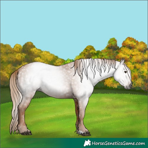 Horse Color:Gray Chestnut