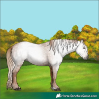 Horse Color:Gray Chestnut 