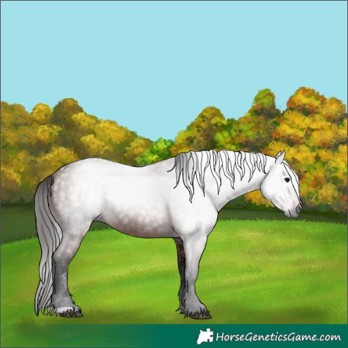 Horse Color:Gray Bay