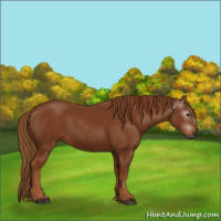 Horse Color:Gray Chestnut 