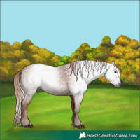 Horse Color:Gray Chestnut 