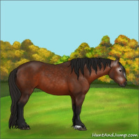 Horse Color:Gray Bay 