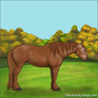 Horse Color:Gray Chestnut 