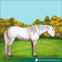 Horse Color:Gray Chestnut 