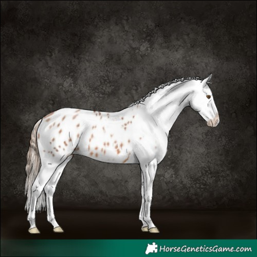 Horse Color:Brown Pearl Blanket 