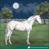 Horse Color:Brown Pearl Appaloosa 