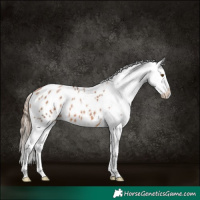 Horse Color:Brown Pearl Appaloosa 
