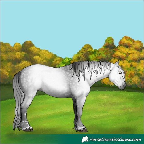 Horse Color:Gray Black