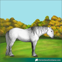 Horse Color:Gray Black 