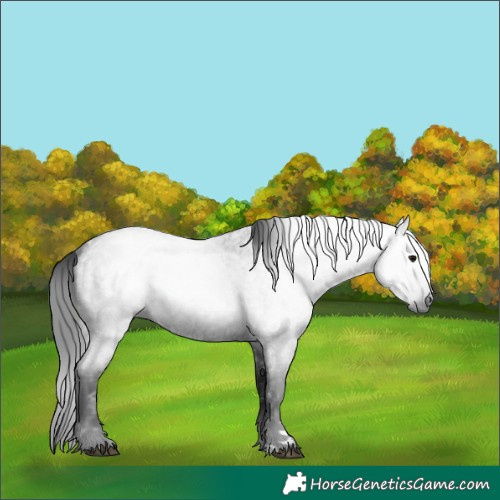 Horse Color:Gray Smoky Blue Roan