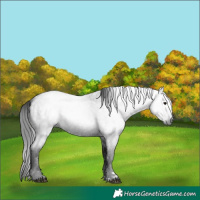 Horse Color:Gray Smoky Blue Roan