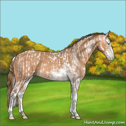 Horse Color:Perlino Sabino and Gray Perlino Sabino