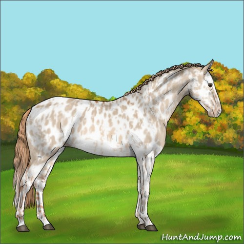 Horse Color:Red Dun Appaloosa and Red Dun Splash Appaloosa