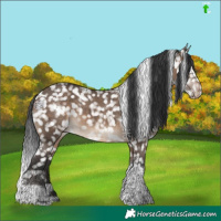 Horse Color:White Spotted Brown Dun Tobiano Snowflake Varnish 