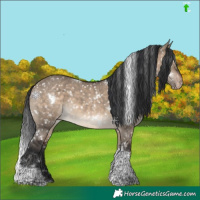 Horse Color:White Spotted Brown Dun Tobiano Appaloosa 