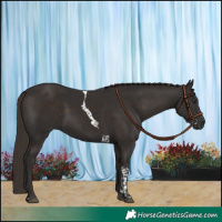 Horse Color:Liver Chestnut Tobiano