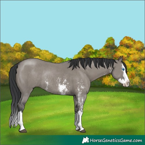 Horse Color:Grullo Sabino Splash Rabicano 