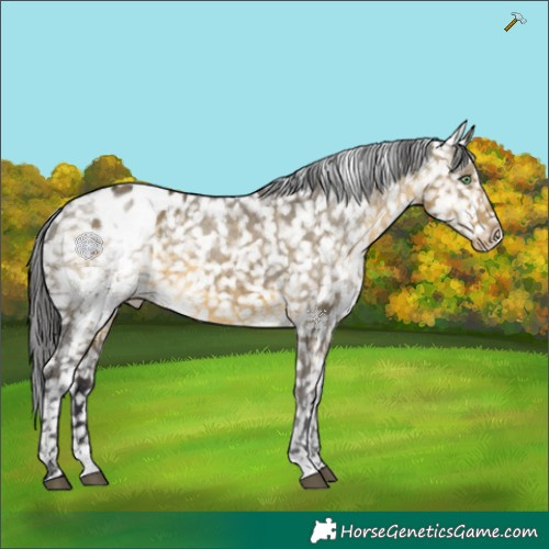 Horse Color:White Spotted Buckskin Dun Appaloosa 