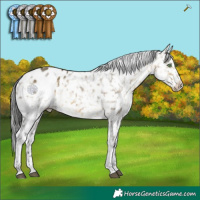 Horse Color:White Spotted Buckskin Dun Appaloosa
