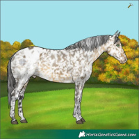Horse Color:White Spotted Buckskin Dun Appaloosa 