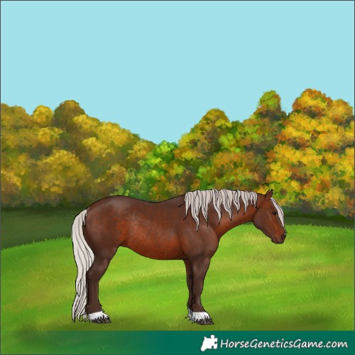 Horse Color:Silver Brown Rabicano 