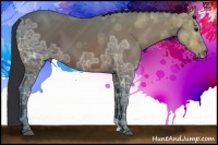 Horse Color:Bay Ice 