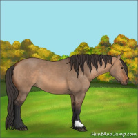 Horse Color:Bay Dun 