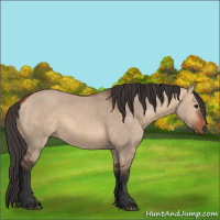 Horse Color:Bay Dun 