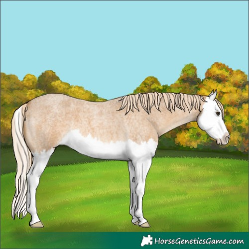Horse Color:Palomino Roan Splash 