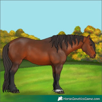 Horse Color:Bay 