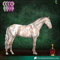 Horse Color:White Spotted Silver Classic Champagne Dun Sabino Splash Appaloosa 