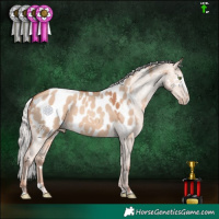 Horse Color:White Spotted Silver Classic Champagne Dun Sabino Splash Appaloosa 