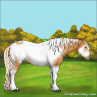Horse Color:Palomino Tobiano Frame 