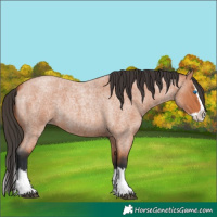 Horse Color:Bay Roan Splash 