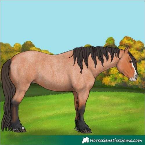 Horse Color:Bay Roan Splash 