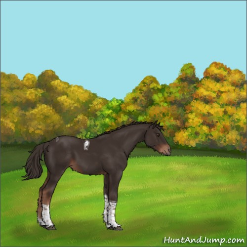 Horse Color:Liver Chestnut Tobiano 