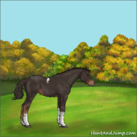 Horse Color:Liver Chestnut Tobiano