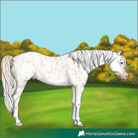 Horse Color:Gray Silver Amber Cream Champagne Roan Dun Splash Tobiano Frame Appaloosa Rabicano 