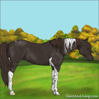 Horse Color:Liver Chestnut Tobiano 