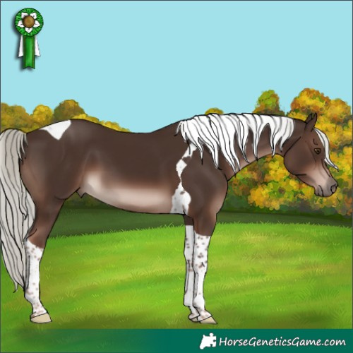 Horse Color:Liver Chestnut Mushroom Tobiano