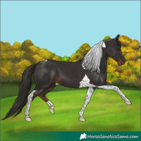 Horse Color:Liver Chestnut Tobiano 