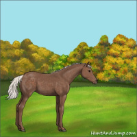 Horse Color:Silver Black